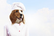Funny dog portrait