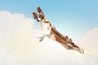 Basset hound flying between the clouds