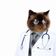Funny fluffy cat doctor in a robe