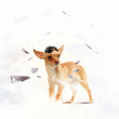 Dog-aviator wearing a helmet pilot. Collage