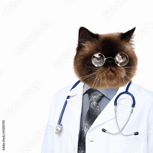 Photo: Funny fluffy cat doctor in a robe Funny fluffy cat doctor in a robe