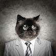 Funny fluffy cat in a business suit