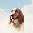 Funny dog portrait