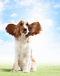 Funny dog portrait