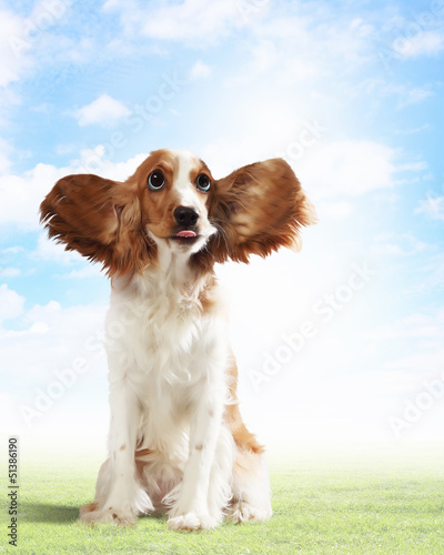Photo: Funny dog portrait Funny dog portrait