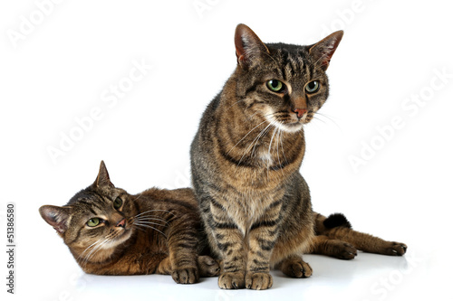 Photo: Zwei liebe Kater Zwei liebe Kater
