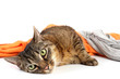 Foto: Der Blick der Katze Der Blick der Katze