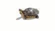 Tortuga aislada