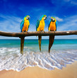 Quadro three parrots (Blue-and-Yellow Macaw (Ara ararauna) also known a
