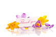 Crocuses with gratitude