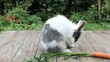 Kaninchen beim Putzen