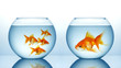 Two fishbowls