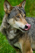 Wolf oder Grauwolf (Canis lupus)