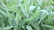 Salbei Ernte