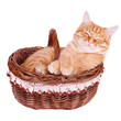 Crafty cat is in the basket