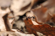 Formica inquisitiva che si sporge