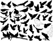 Set of 38 birds and silhouettes of birds