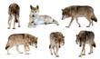 Set of few wolves  over white  with shade