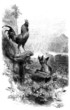 Rooster & Fox - Coq & Renard