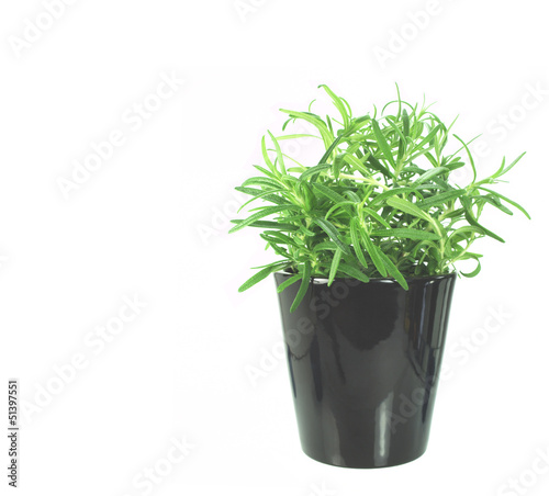 Photo: newly transplanted rosemary on pot newly transplanted rosemary on pot