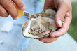 Ostrica