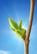 Isolated branch and buds.