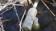 Polluted pond