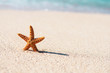 starfish in vacations
