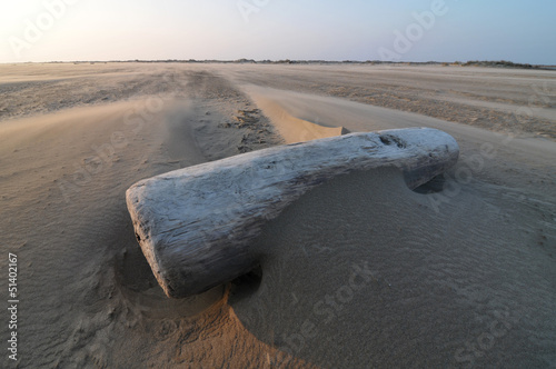 Photo: Wood in the beach in camargue Wood in the beach in camargue