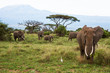canvas print picture - Kenya 2013