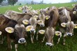 Allgäuer Braunvieh