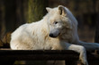 Polarwolf oder Weißwolf (Canis lupus arctos)