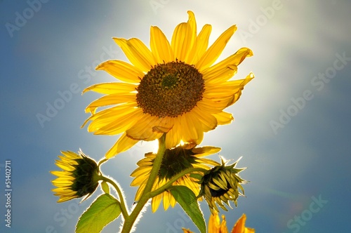 Photo: Sonnenblume im Gegenlicht Sonnenblume im Gegenlicht