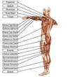 High resolution 3D human muscles anatomy