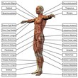 High resolution 3D human muscles anatomy