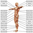 High resolution 3D human muscles anatomy