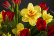 Foto: Tulpen Tulpen