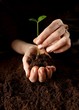 Hands with plant
