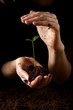 Hands with plant