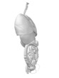 Conceptual human organs anatomy