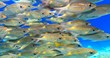 School of fish