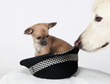 Hundekopf weiß und chihuahua im Hut