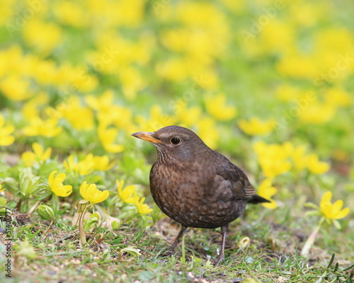 Photo: Amsel-35040b1 Amsel-35040b1