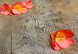 canvas print picture - lilie auf holz