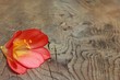 canvas print picture - blüte auf holz