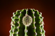 Cactus whit bud close up