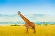 giraffe, Kenya