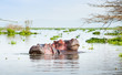 Two hippos, lake Naivasha, Kenya