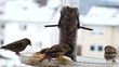 Vögel am Futterhaus