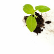 Green sprout